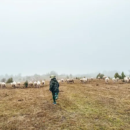 Petunija